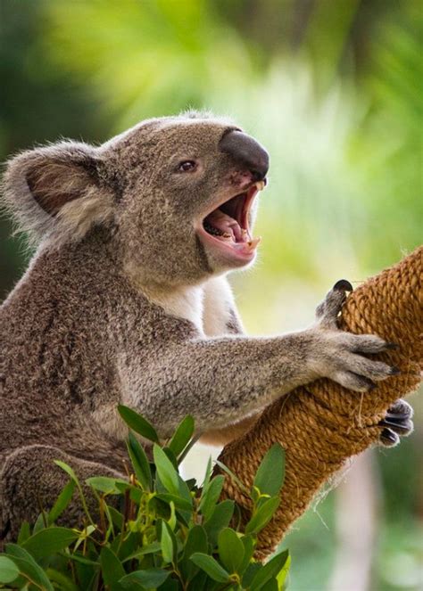 10 Interesting Facts About Koala Bears Four Paw Square