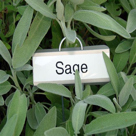 Sage Plant Free Stock Photo Public Domain Pictures