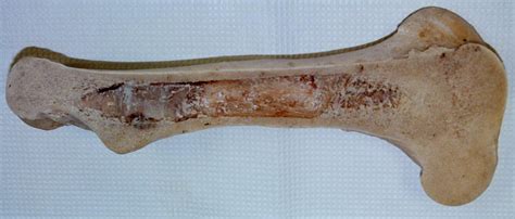 We highlight the differences not only in species and sites but also in defect size. Skeletal Models