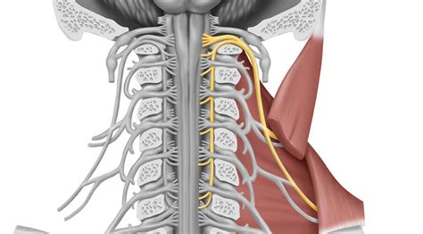 Trapezius Muscle The Definitive Guide Biology Dictionary