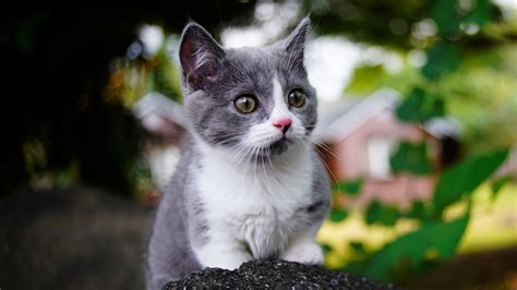 Download 1366x768 Wallpaper Cute Baby Animal Kitten Feline Tablet Laptop 1366x768 Hd Image