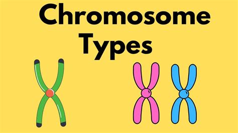 Types Of Chromosomes Sister Chromatids Homologous Chromosomes Youtube