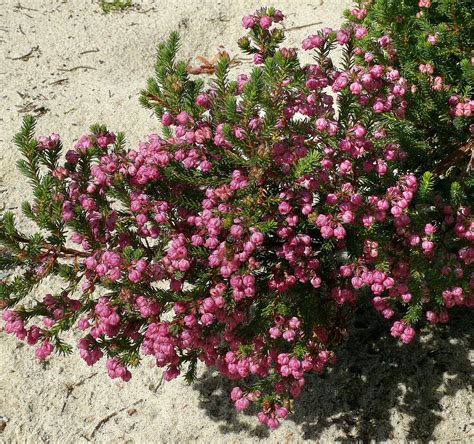 Erica Baccans 1 Best Viewed Large Size Ericaceae Sout Flickr