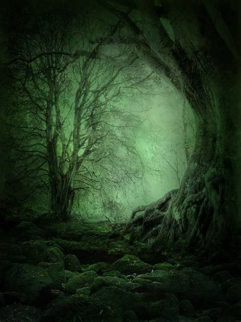 Haunting Magical Forest Deep Forest Enchanted Forest Enchanted