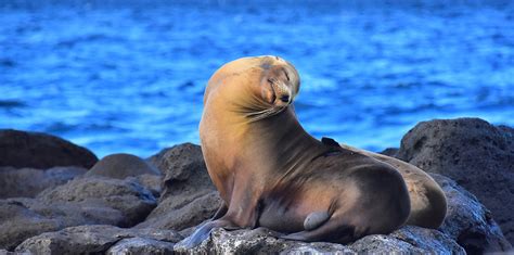Guía 2021 De Las Especies Más Icónicas Que Encontrarás En Galápagos