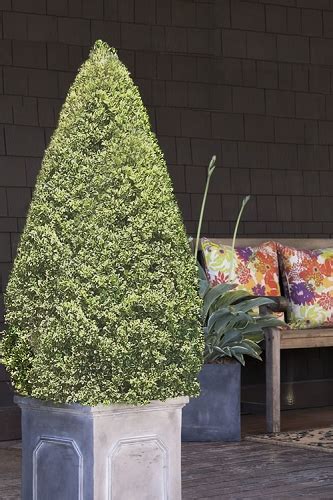 Buy The Best Live Topiary Plants For Sale Online With Free Shipping