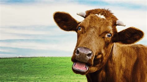 Jíte Hovězí Krávy Jsou Přitom Chytrá A Citlivá Zvířata Prima Zoom
