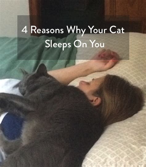 Four Reasons Why Your Cat Sleeps On You Cats Photo 42761279