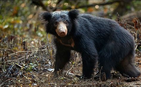 What Are The Differences Between The Sloth Bear Asian Black Bear And