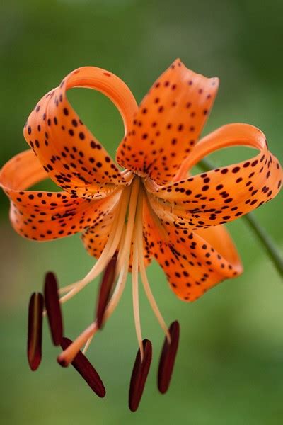 Buy Splendens Orange Tiger Lily Plants Free Shipping Wilson Bros