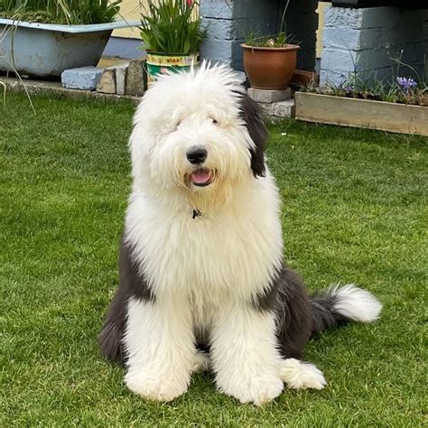 16 Facts About Raising And Training Old English Sheepdogs Page 3 Of 6
