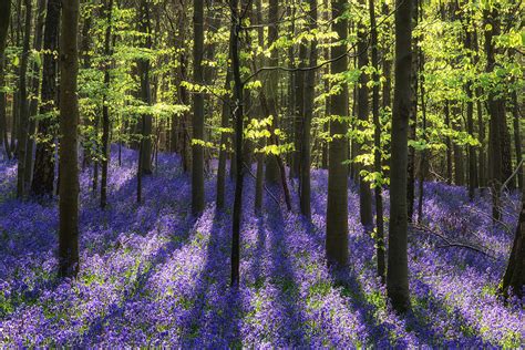 Beautiful Bluebell Carpet In English Forest Landscape Photograph By