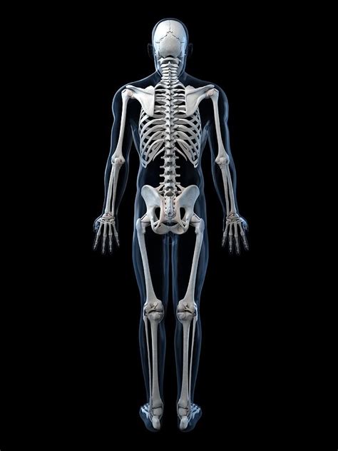 Human Skeleton Artwork Digital Art By Sciepro Fine Art America