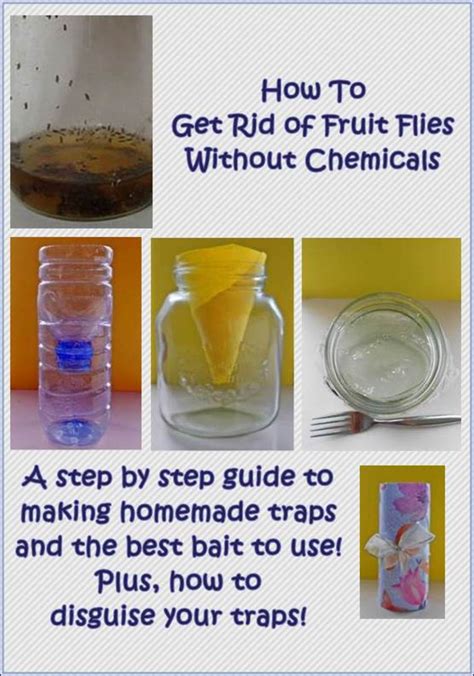 How To Get Rid Of Fruit Flies Dengarden