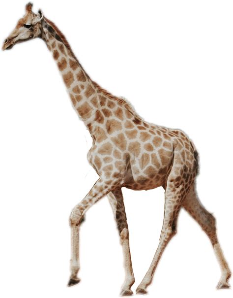 Tall clipart tall animal, Tall tall animal Transparent FREE for download on WebStockReview 2021