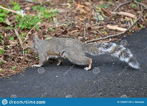 Eastern Gray Squirrel With Striped Tail Stock Photo