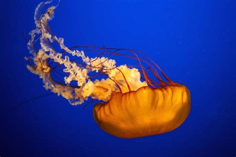 Jellyfish Facts Habitat Behavior Diet