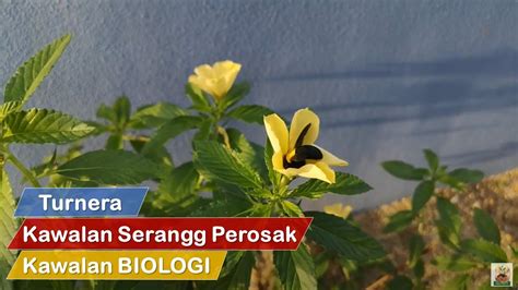 Serbajadi neem extract concentrate / organic pesticide / kawalan serangga perosak organik / racunserangga 500ml. Kawalan BIOLOGI Serangga Perosak Dengan Turnera - YouTube