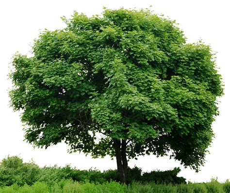 Collection Of Trees Png Hd Pluspng