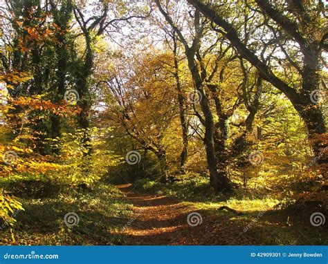 Autumn Woodland In England Stock Image Image Of England 42909301