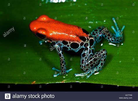 Small Amphibians High Resolution Stock Photography And Images Alamy