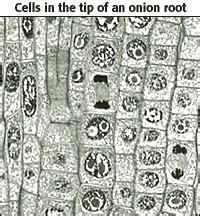 Growth in an organism is carefully controlled by regulating the cell cycle. Learning Mitosis with Onion Root Tip Cells.