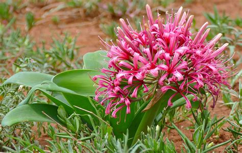 Karoo Lily Ammocharis Coranica Bulbous Plants African Plants