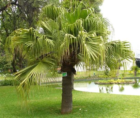 Chinese Fan Palm Tree For Sale
