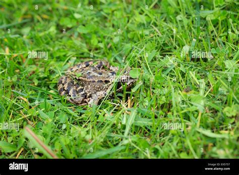 Frog On Grass Stock Photo Alamy
