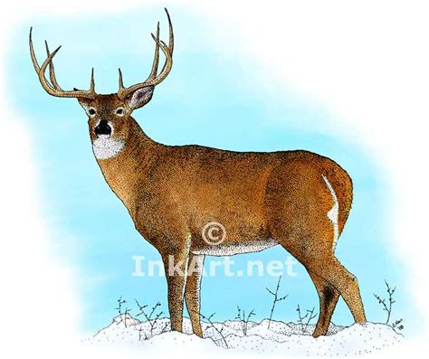 White Tailed Deer Odocoileus Virginianus Line Art And Full Color