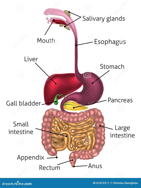 Human Digestive System Tract Anatomy Structure And Parts Infographic