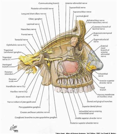 Nerve Anatomy Brain Anatomy Human Body Anatomy Human Anatomy And