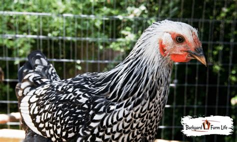 Silver Laced Wyandotte Hen Vs Rooster Differences With Pictures