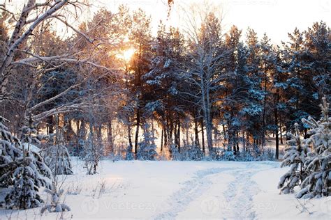 Winter Forest At Sunrise 821584 Stock Photo At Vecteezy