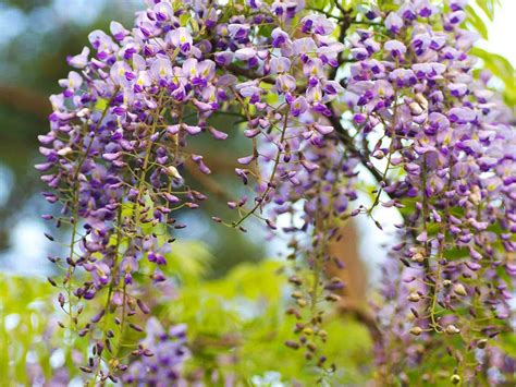Flowering trees are among the most prized specimens of the yard, making a bold statement and often heralding the return of warmer weather in northern climates. Wisteria Texas Purple - Desert Horizon Nursery