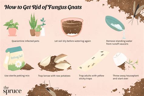 How To Get Rid Of Fungus Gnats In Houseplants Naturally