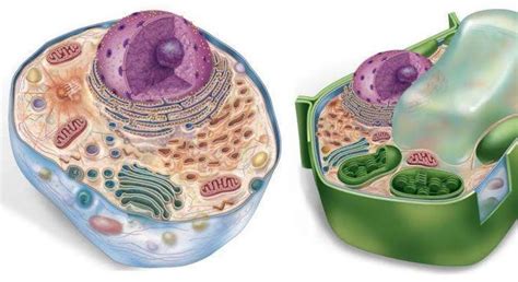 Células Eucariontes O Que São Onde Se Encontra E Funções