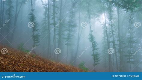 Green Forest On The Mount Slope In Dense Mist Stock Image Image Of
