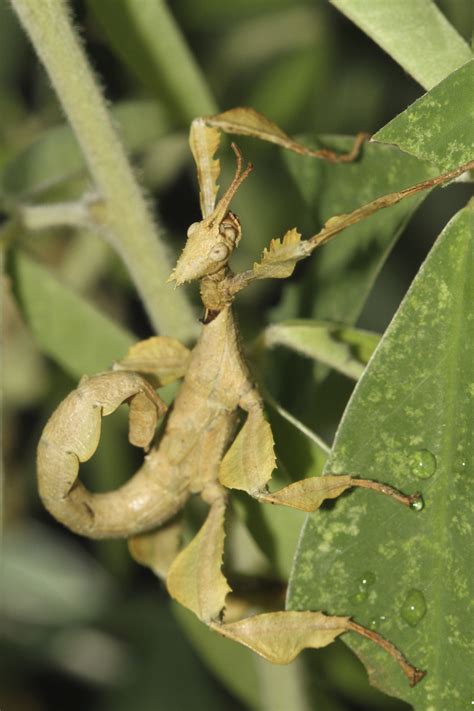 A Spiny Stick Insect Uses Its Amazing Leaf Like Limbs To Blend Into The
