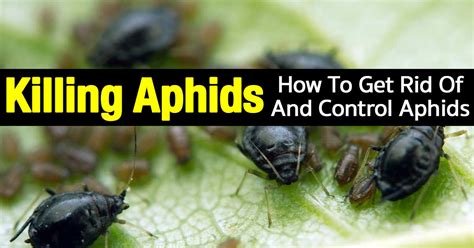 How To Get Rid Of Aphids 12 Organic Tips And More