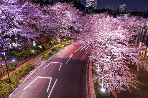 The dates below are according to the japan meteorological corporation's official cherry blossom forecast. Tokyo Midtown Cherry Blossoms 2020 - Japan Web Magazine