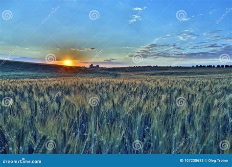 Juicy Wheat Field In Bright Sunlight Stock Image Image Of Outdoor