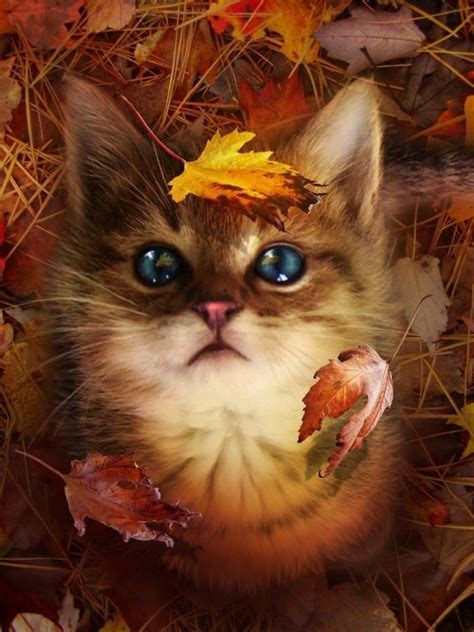 Fall Kitty ~ Cute Animals ~ Pinterest