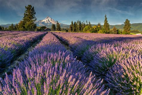 Lavender Fields Forever Purple Flowers Landscape Photography Robs