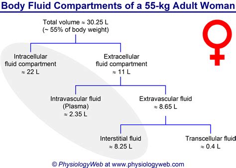 Physiology Figure Body Fluid Compartments Of A 55 Kg Adult Woman