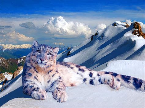 Snow Leopard On The Roof Of The World Painting By Allen Lawrence Pixels