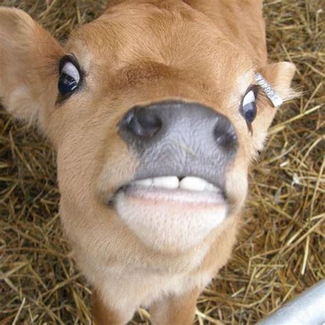 Pin By Katie Mccormick On Animals Cows Funny Awkward Animals Cow Photos
