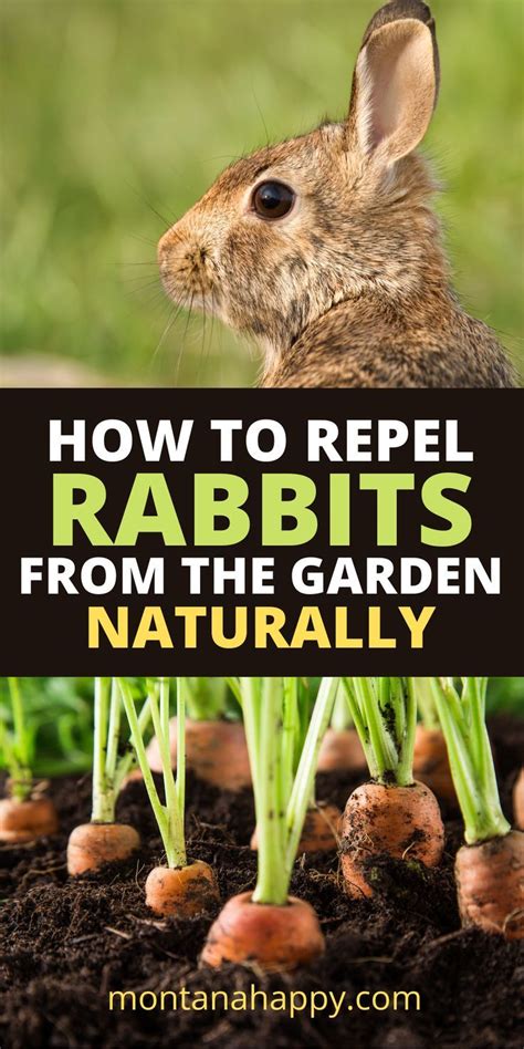 how to repel rabbits from the garden naturally natural garden pest control in 2021 garden