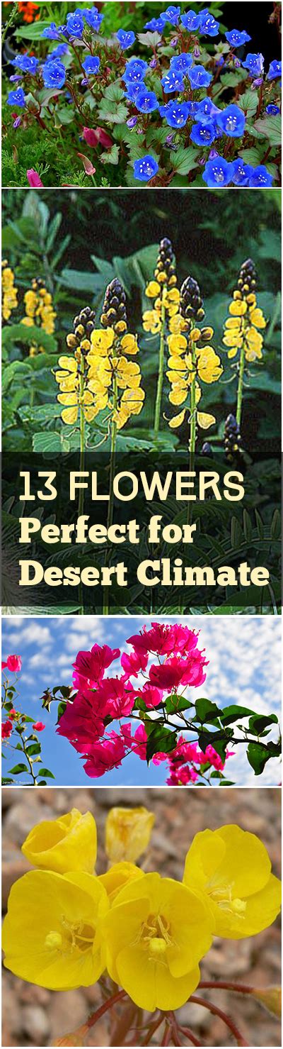 13 Flowers For The Southwest Desert Bless My Weeds