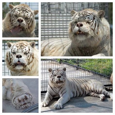 Tigres Sindrome De Down